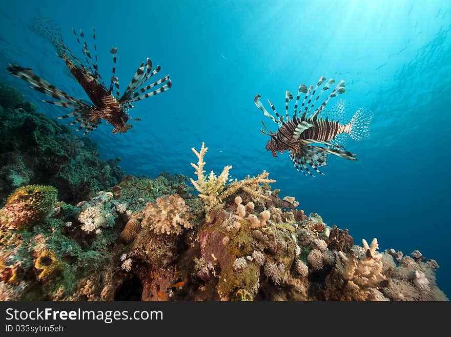 Lionfish and ocean.