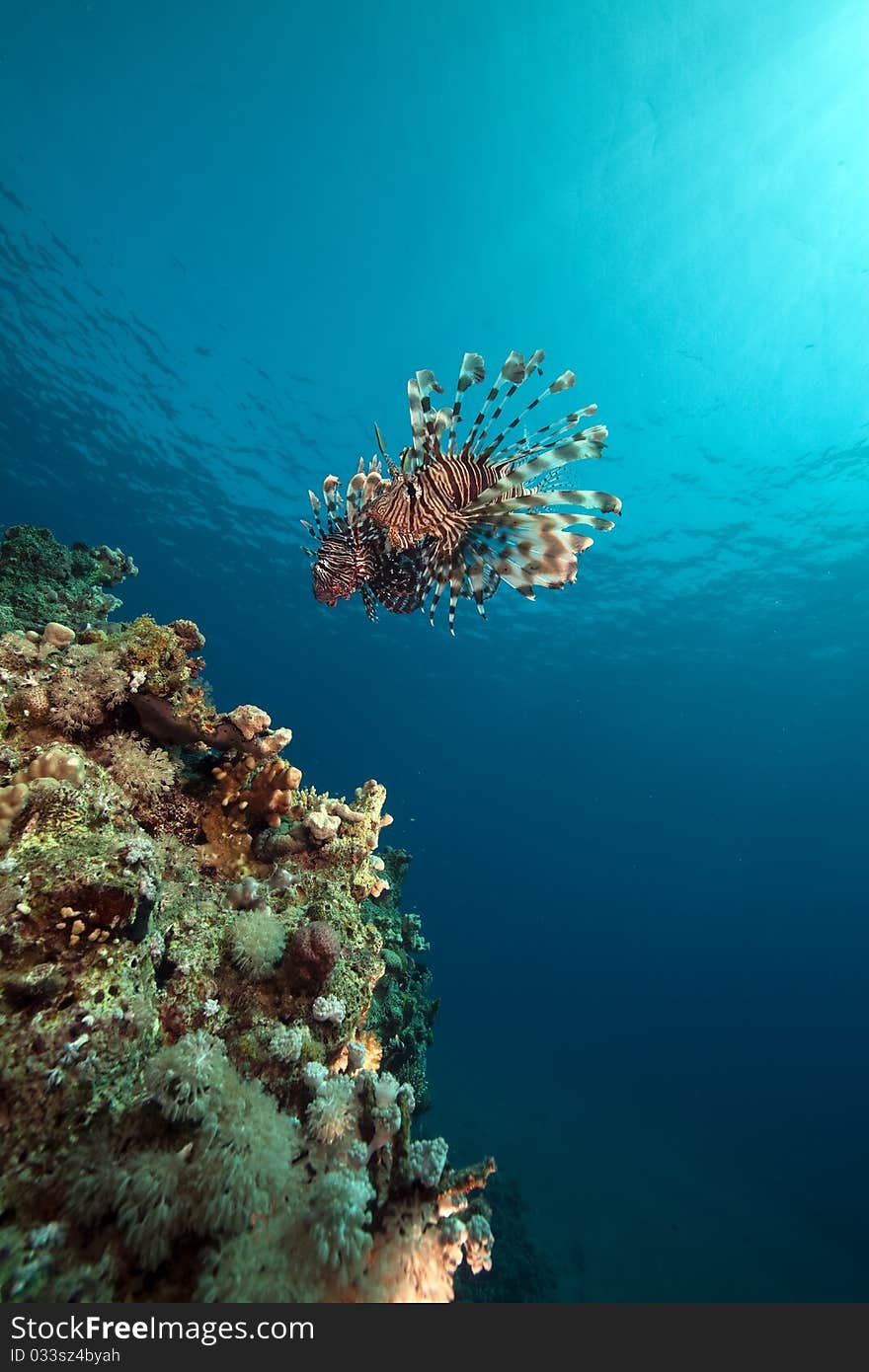 Lionfish and ocean.