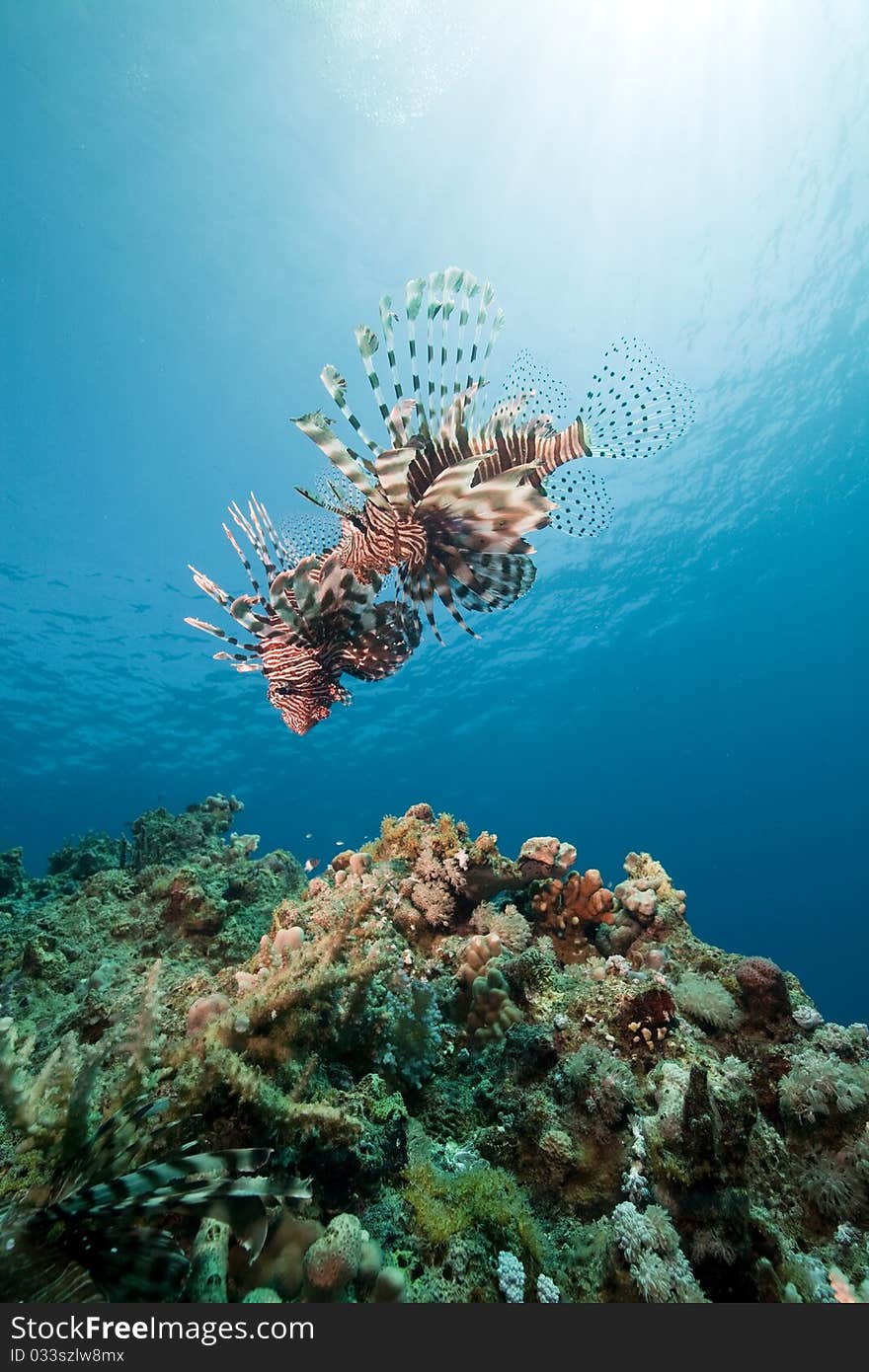 Lionfish and ocean.