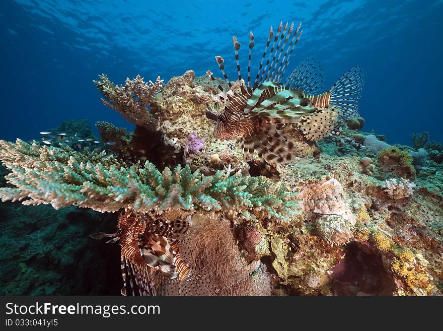 Lionfish in the Red Sea. Lionfish in the Red Sea.