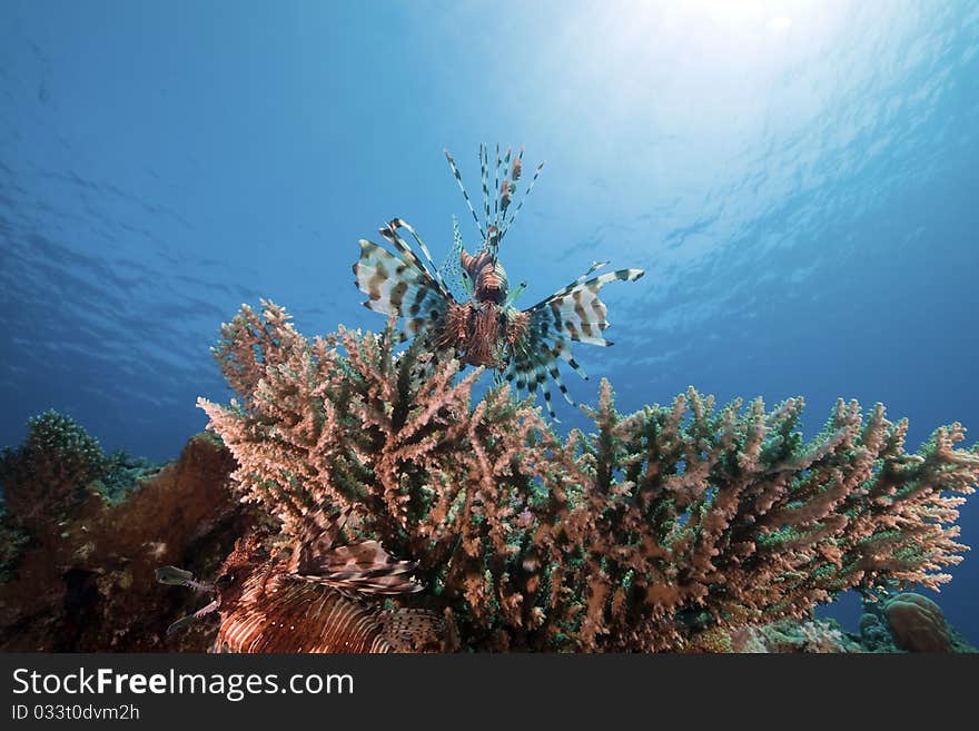 Lionfish And Ocean.