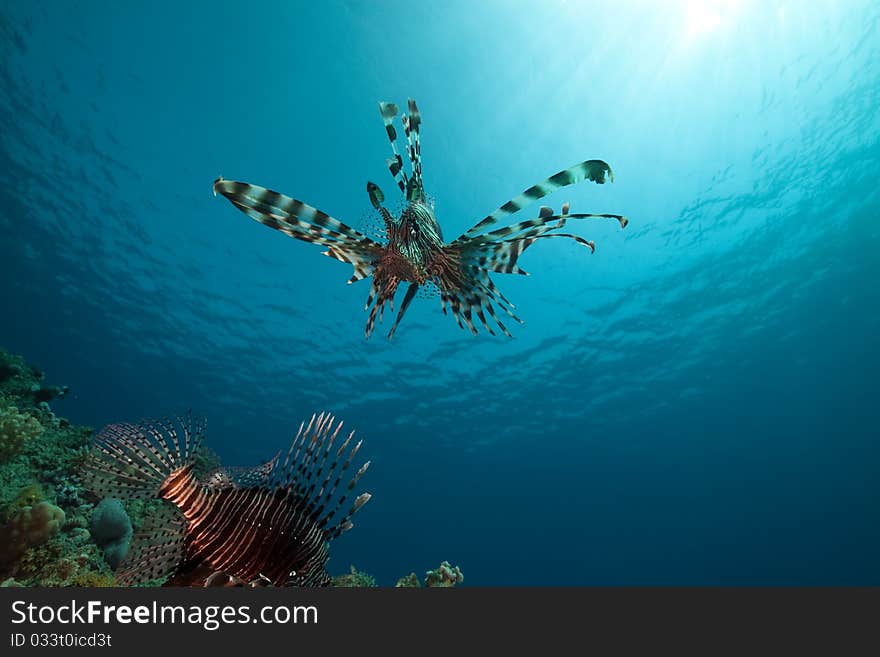 Lionfish in the Red Sea. Lionfish in the Red Sea.