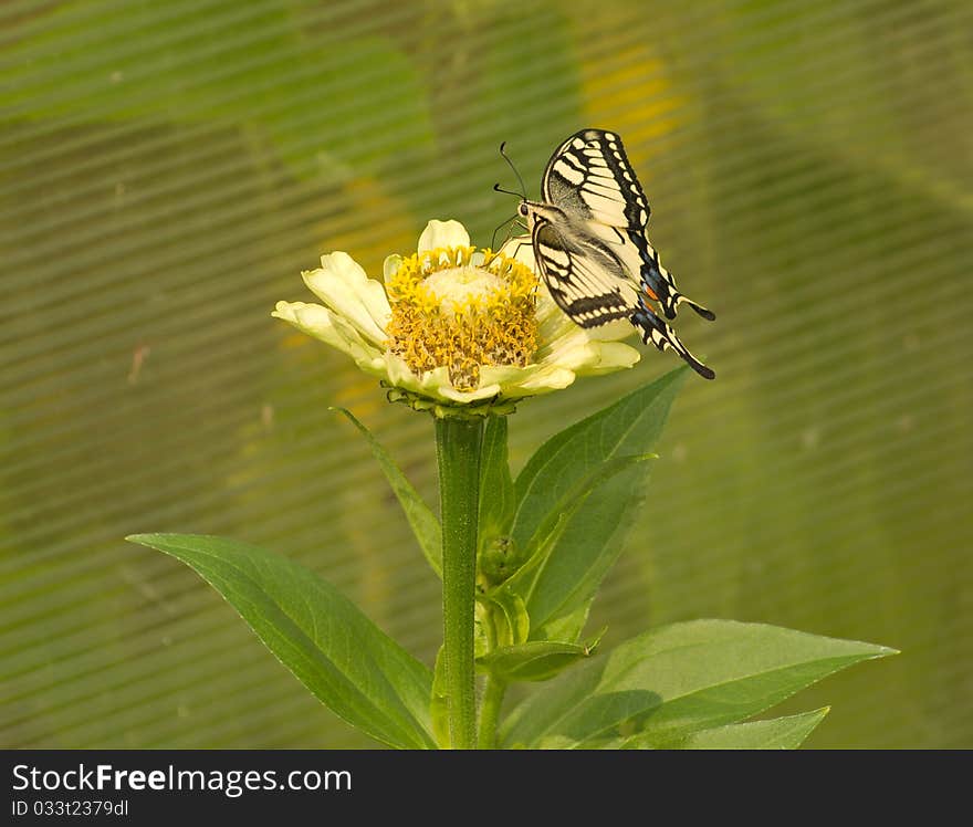 Machaon.