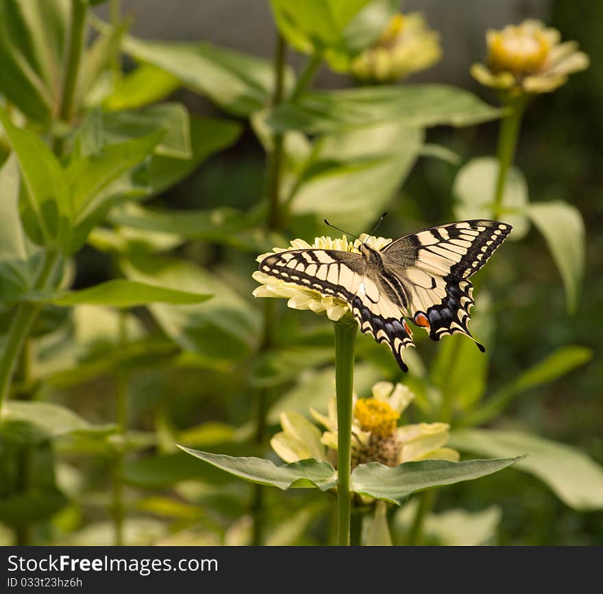 Machaon.