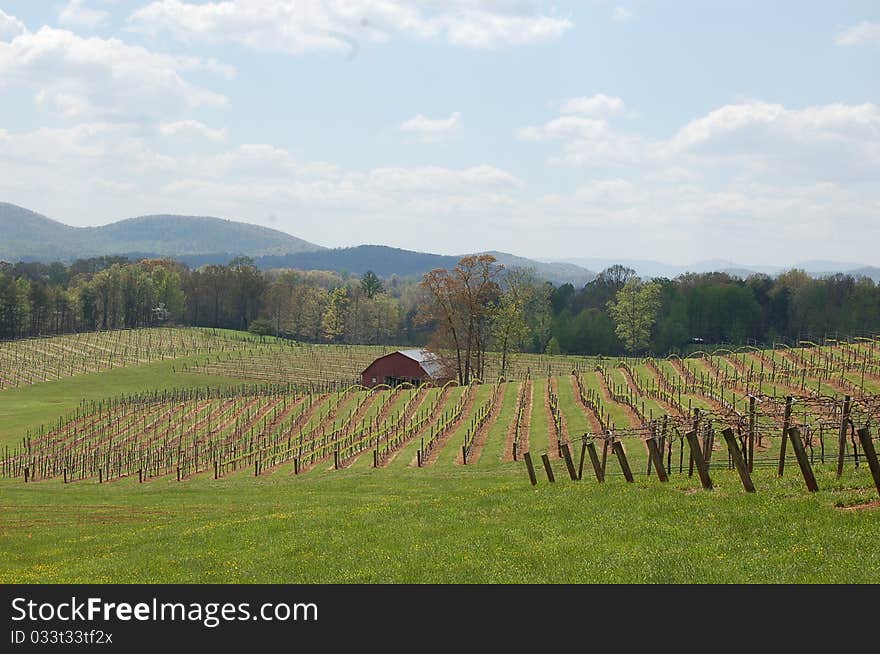 Wine In The Mountains