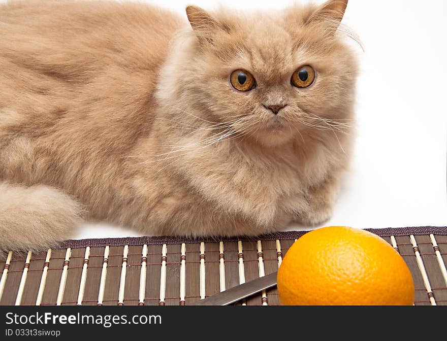 Close-up Cat and orange on white