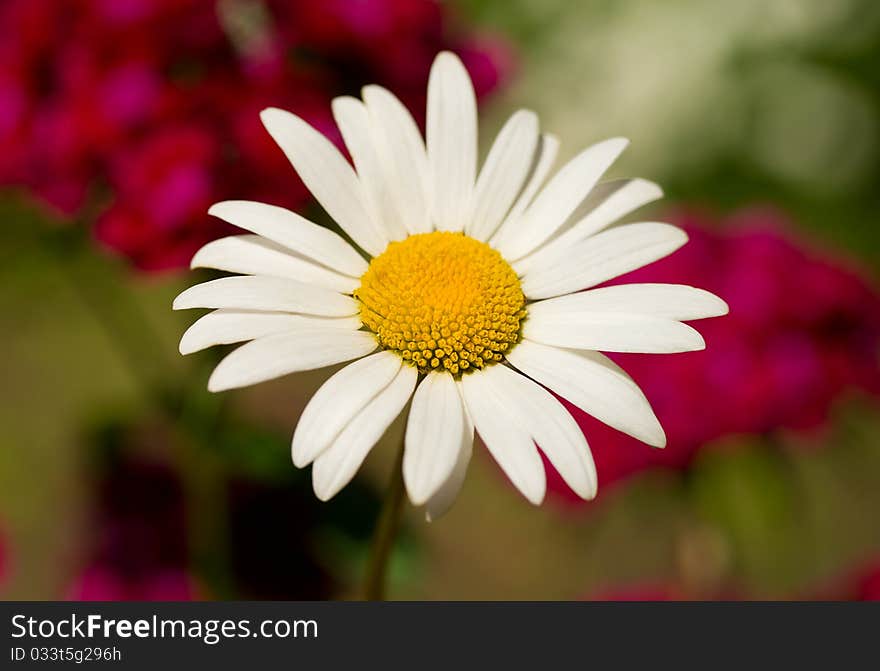 Chamomile against flowers background, selective focus