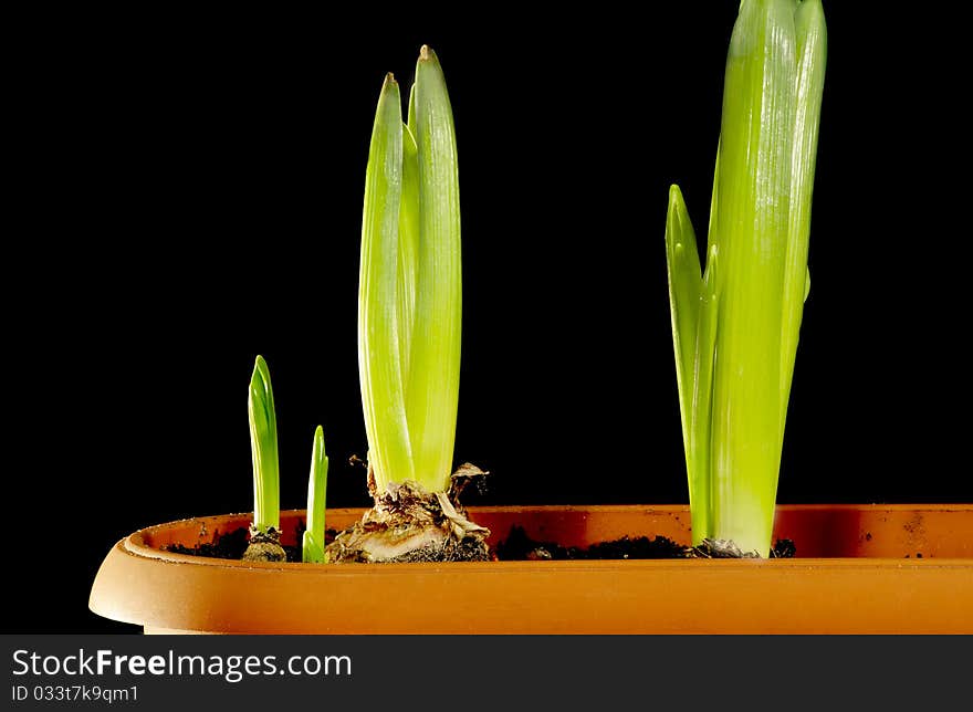 Tulip sprouts