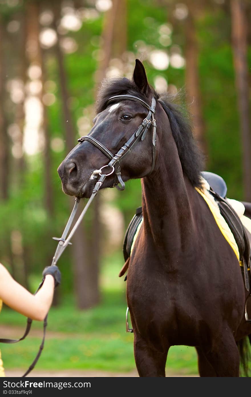 Portrait of the horse portrait, pretty