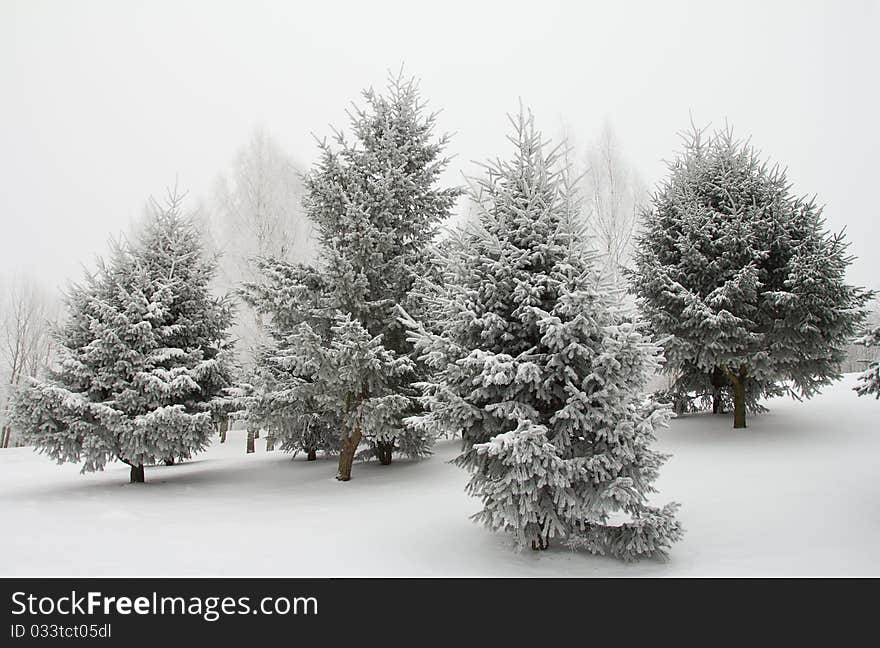 Fir trees in hoarfrost