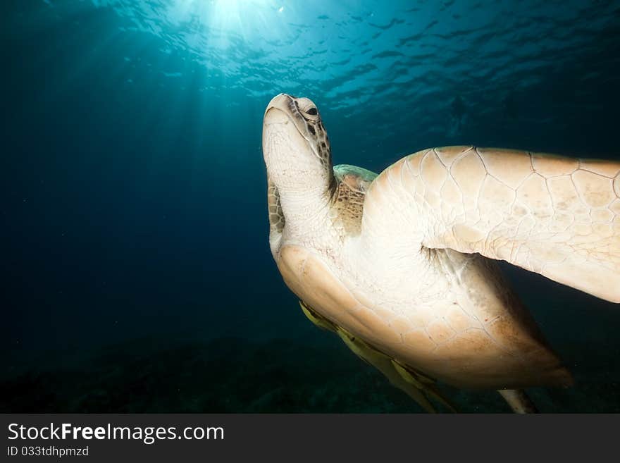 Green turtle and ocean.