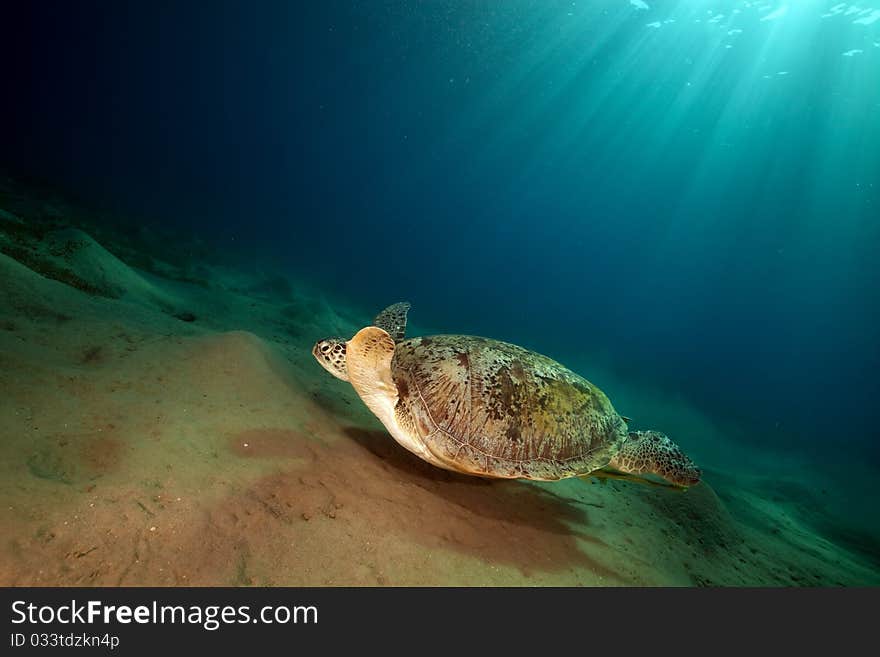 Green turtle and ocean.