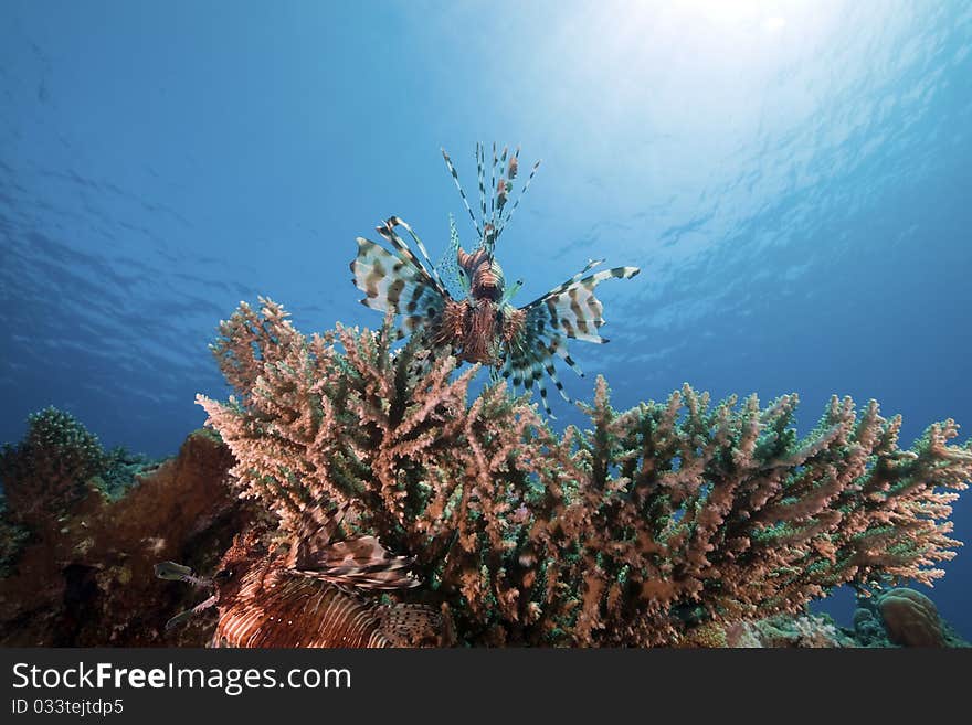 Lionfish in the Red Sea. Lionfish in the Red Sea.