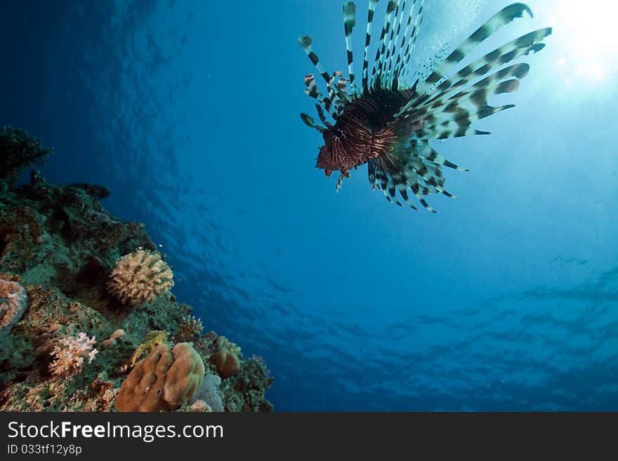 Lionfish and ocean.