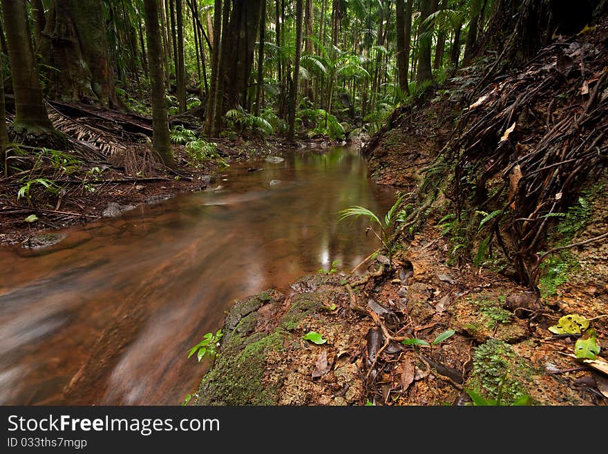 Forest with flowing creek water in foreground. Forest with flowing creek water in foreground