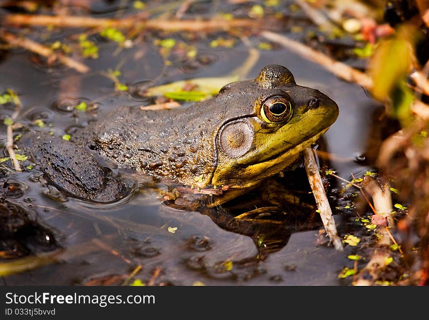 Bullfrog on pond