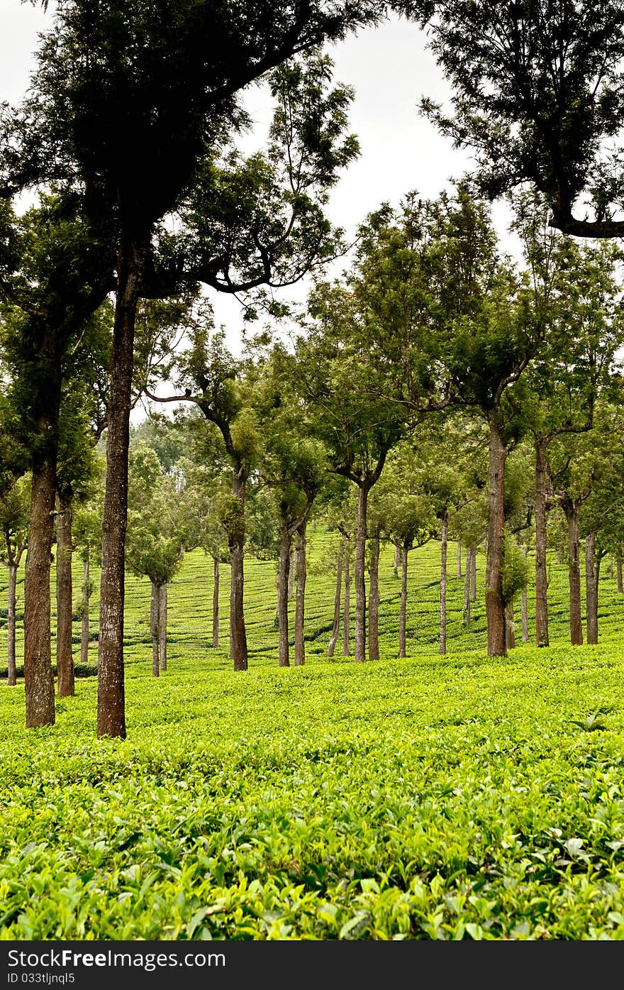 Tea Leaf with Plantation in the Background. Tea Leaf with Plantation in the Background