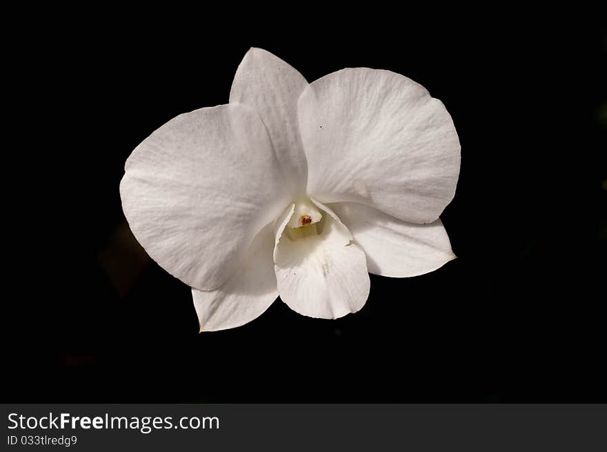 An white orchid flower against a dark background. An white orchid flower against a dark background