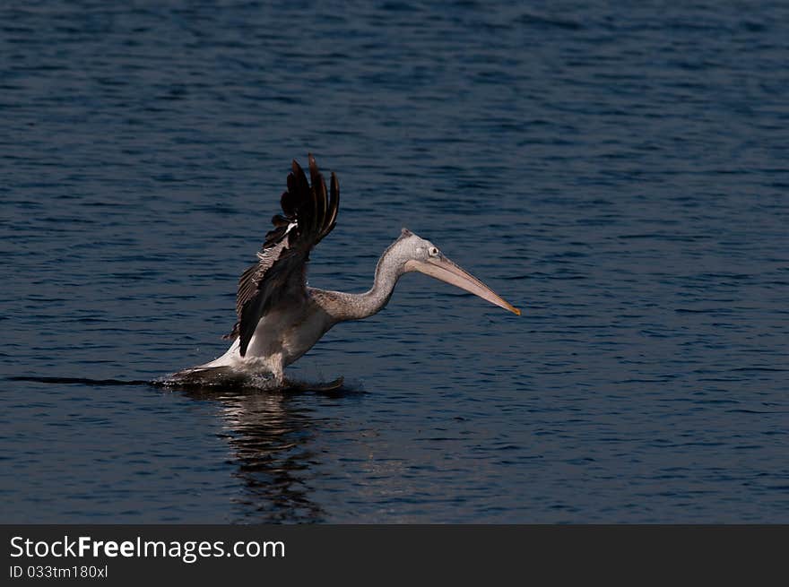 Spot billed pelicans looking active early morning