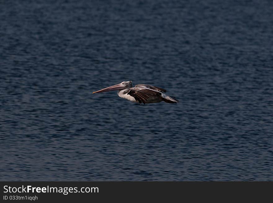 Spot billed pelicans looking active early morning