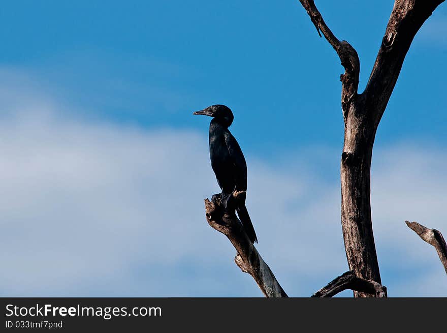 A lone cormorant sitting on the top of a tree