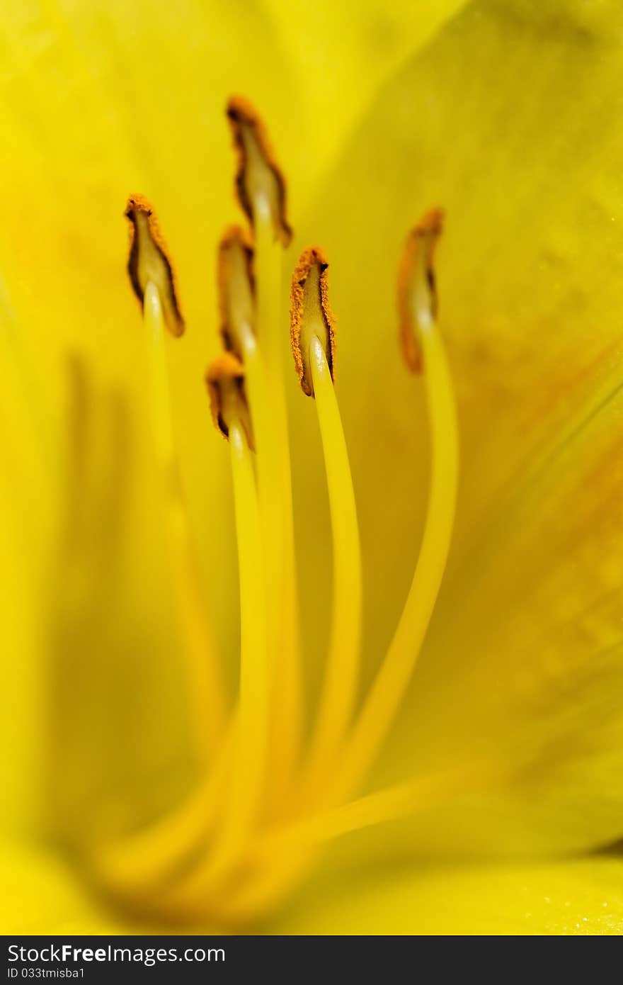 Extreme Close up of a day lily flower