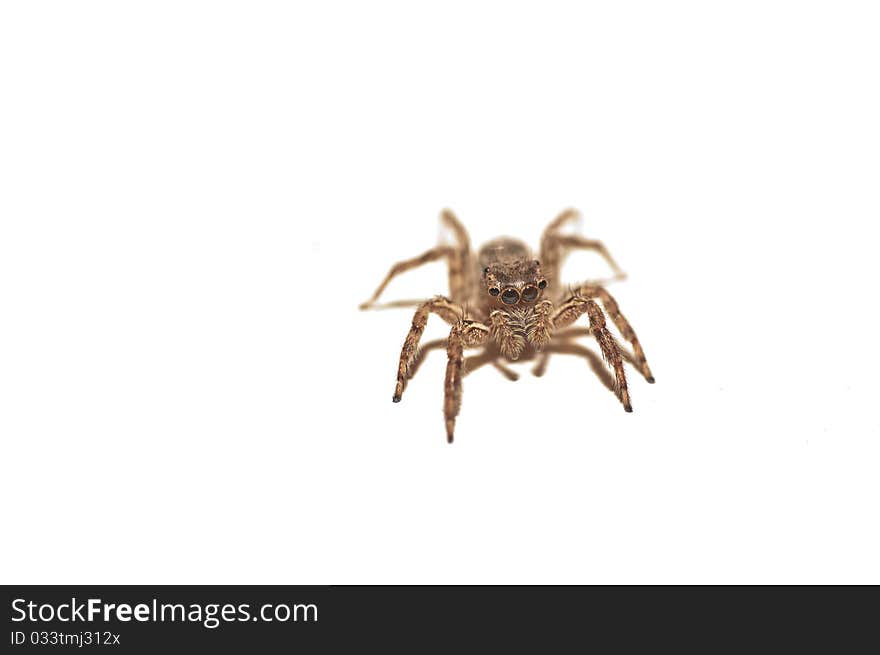 A jumping spider isolated on a white background. A jumping spider isolated on a white background