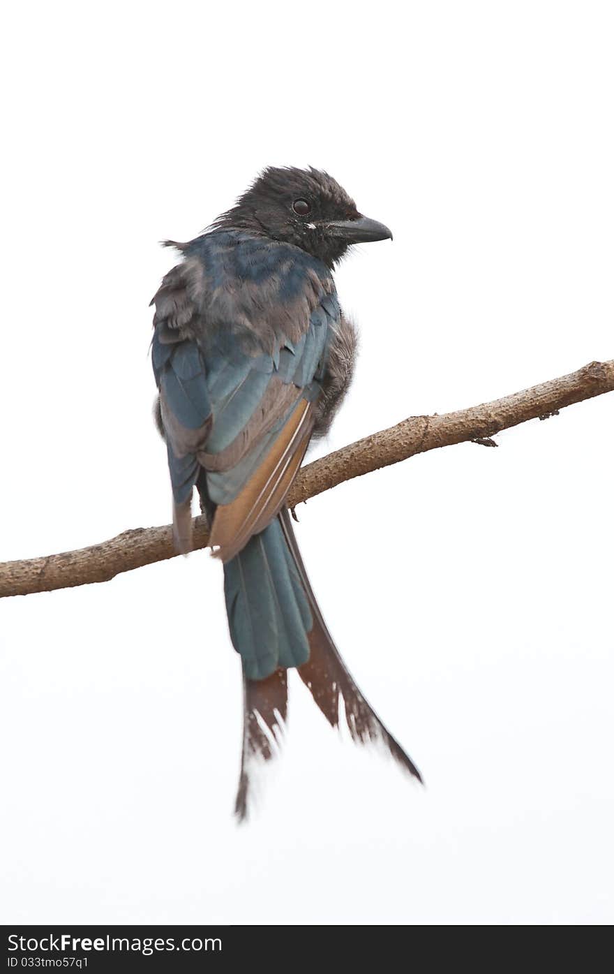 A cute drongo bird isolated on a white background