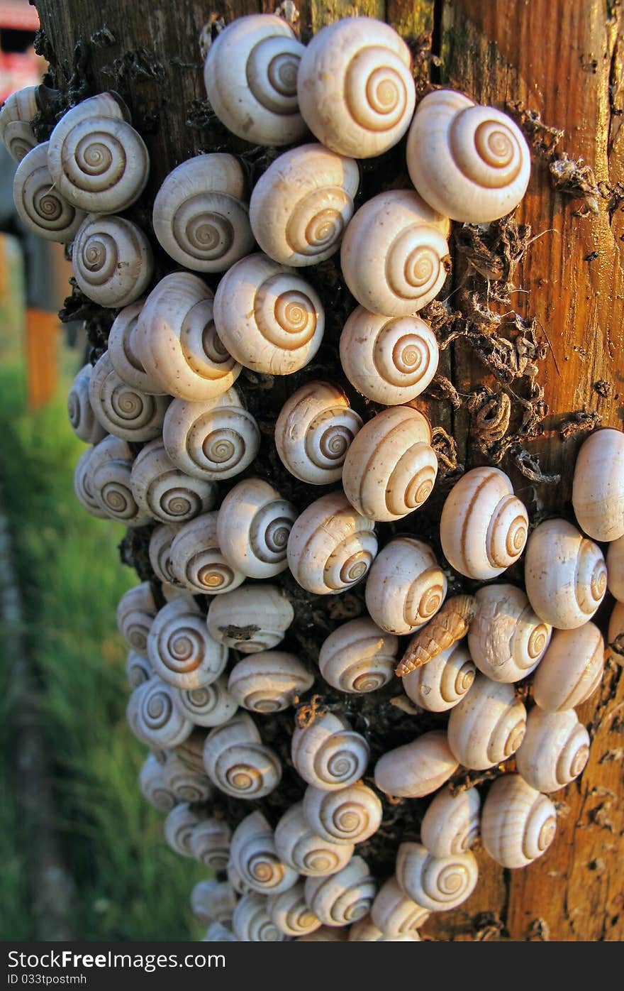 Brown bark of a tree invaded by round, white spiral shell snails and a few conic shells. Brown bark of a tree invaded by round, white spiral shell snails and a few conic shells