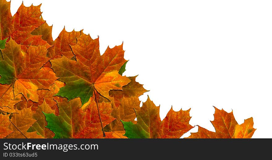 Maple leaves in gradient autumn colors