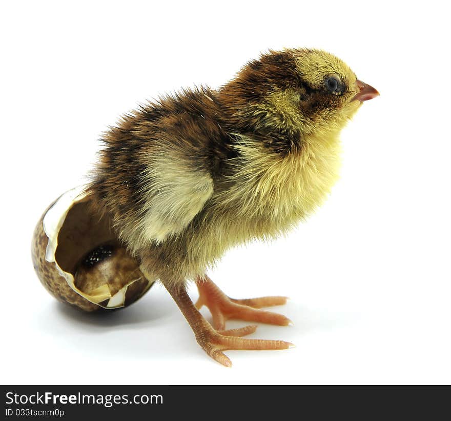 Just a hatched nestling quail