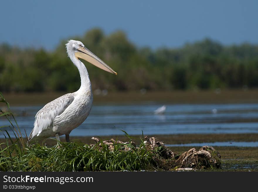 Dalmatian Pelican