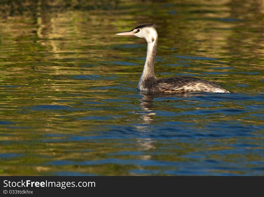 Great Crested Grebe, juvenile