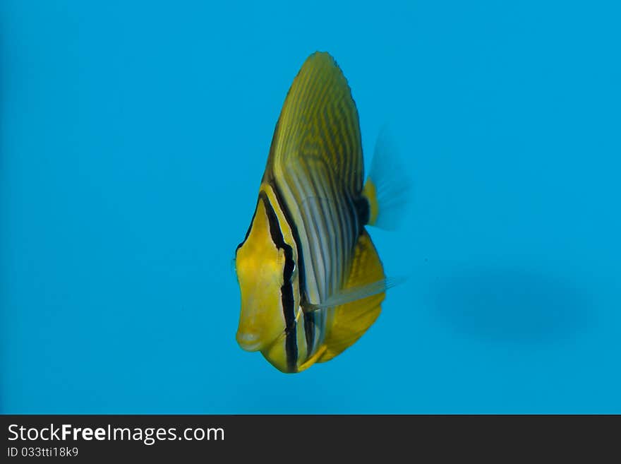 Desjardin S Sailfin Or Red Sea Sailfin Tang