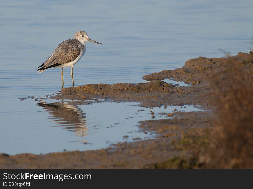 Greenshank (Tringa Nebularia)