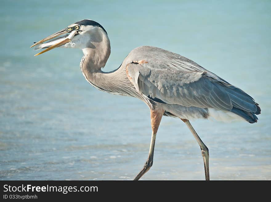 Great Blue Heron Eating a Fish on a Florida Beach