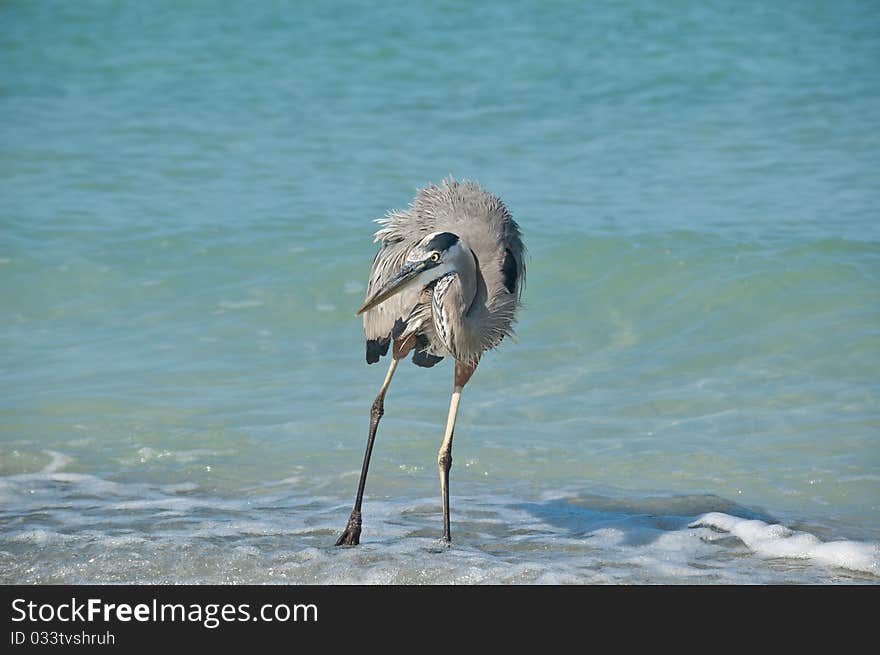 Great Blue Heron on a Florida Beach