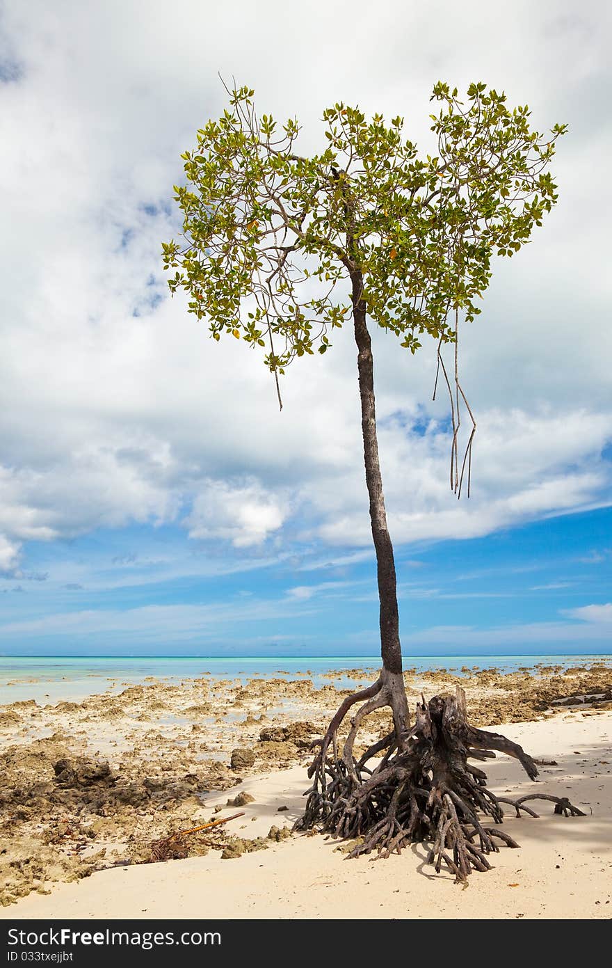 Lone mangrove tree at Vijaynagar Beach on Havelock Island, Andman Islands, India.