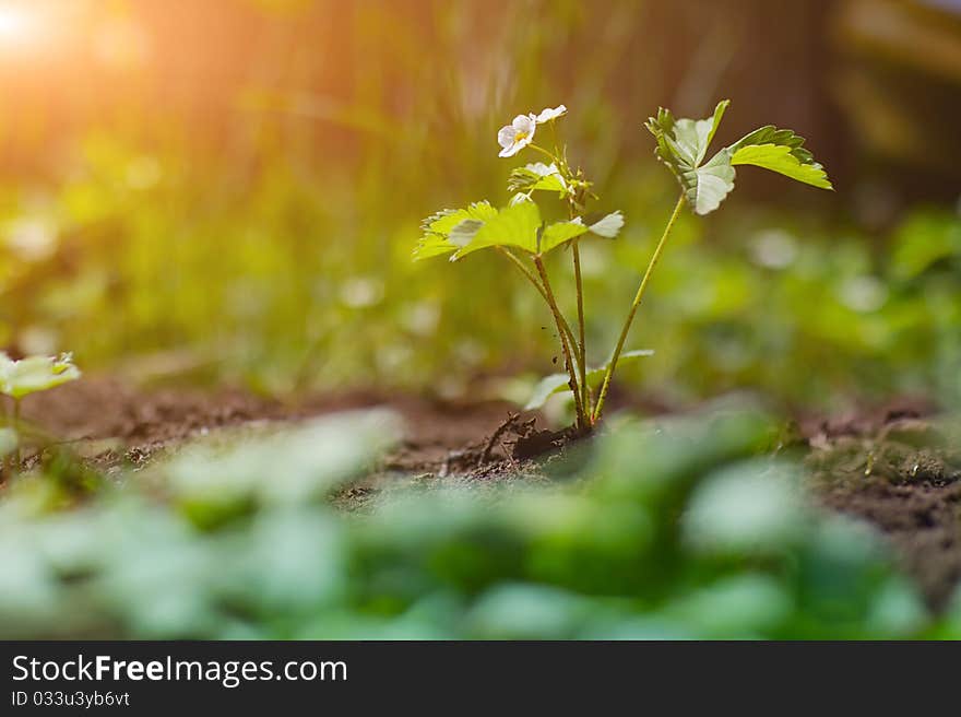 Strawberry Plant With Flower