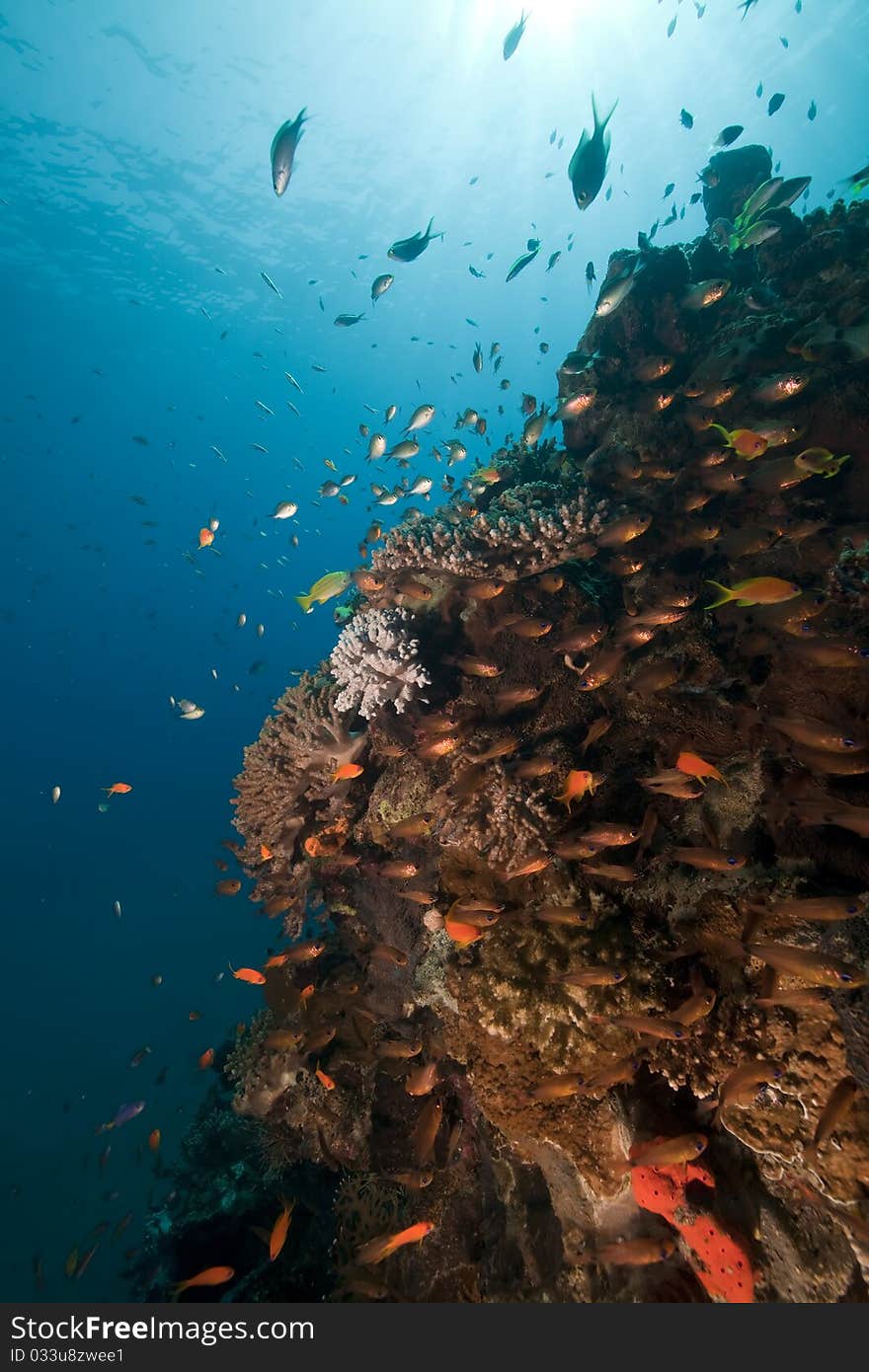 Tropical reef scene.