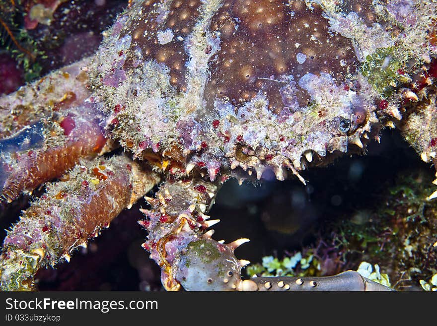 Coral reef at night with Channel clinging crab, Mithrax spinosissimus