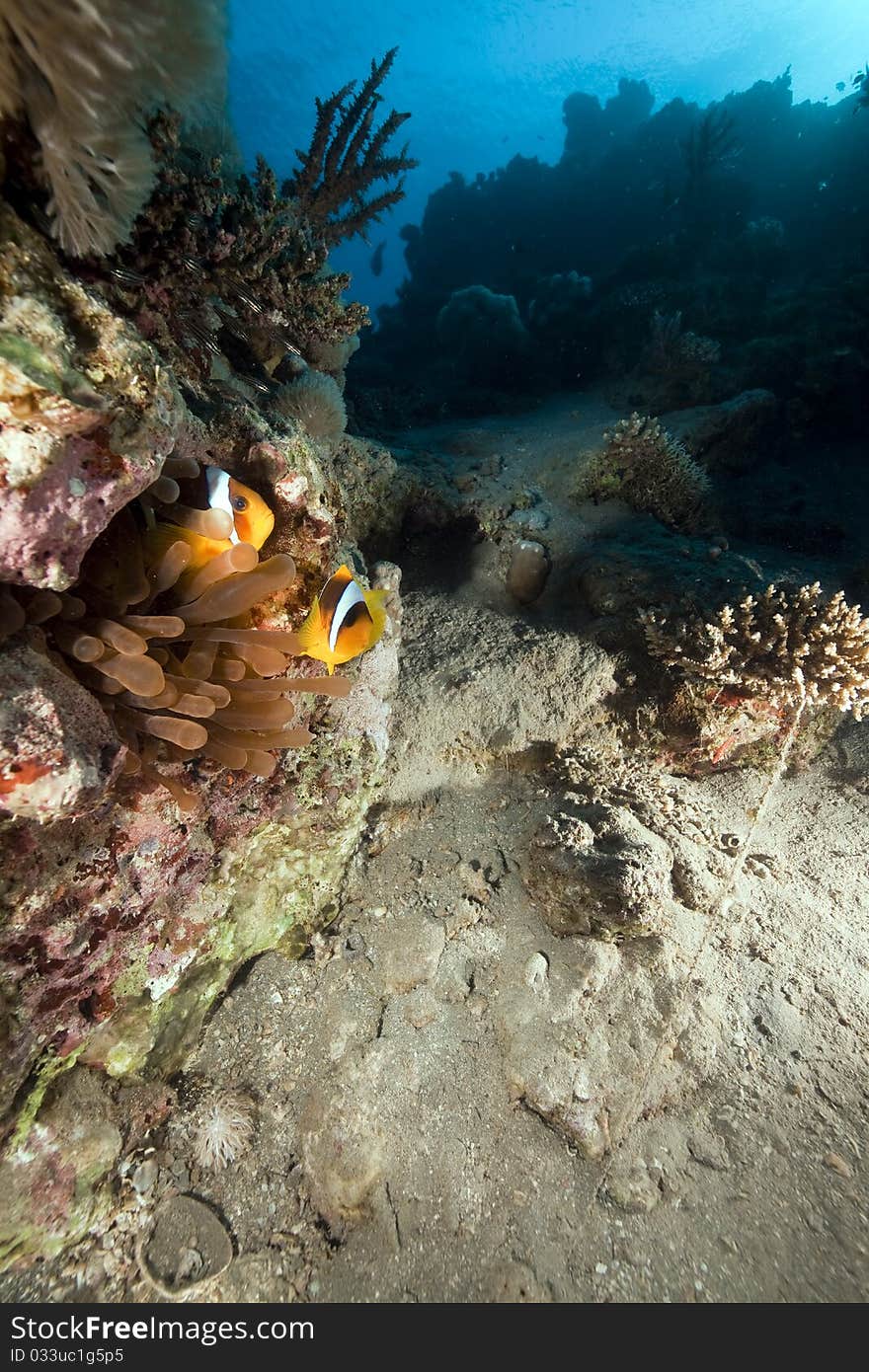 Bubble Anemone And Anemonefish.