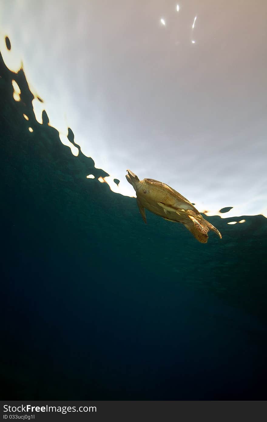 Male green turtle in the Red Sea. Male green turtle in the Red Sea.