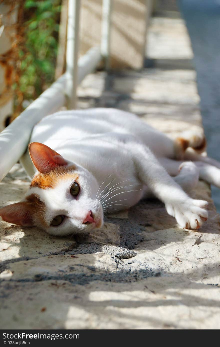 Beautiful sreet cat on a stone fence. Beautiful sreet cat on a stone fence