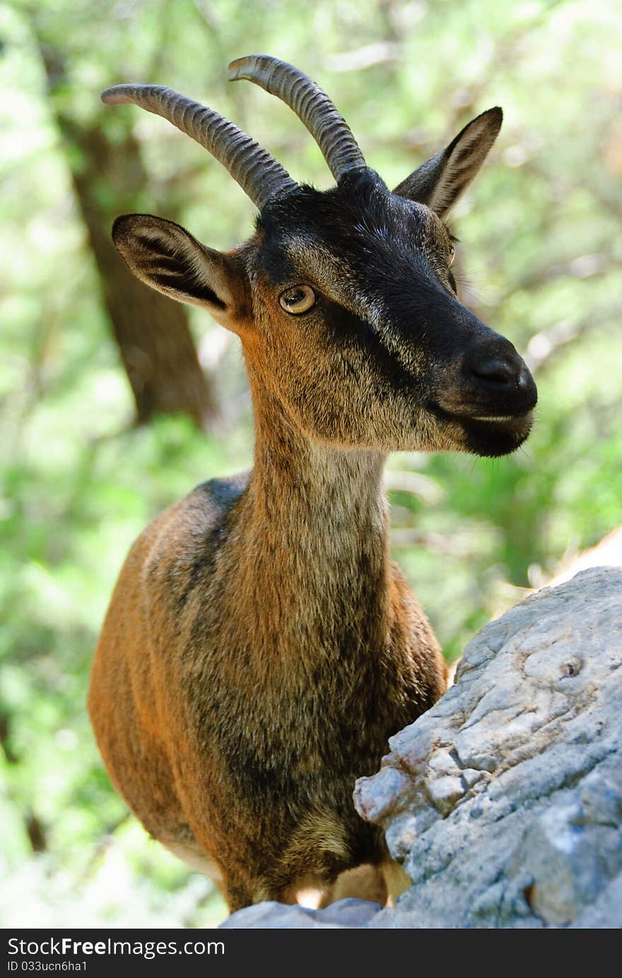 Portrait of a goat on natural background