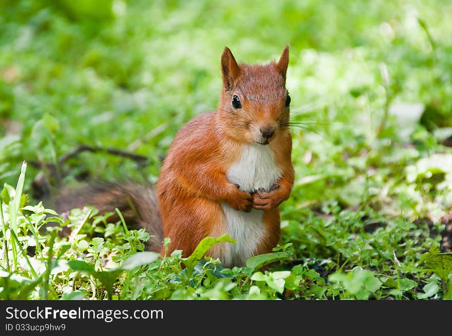 Small Squirrel