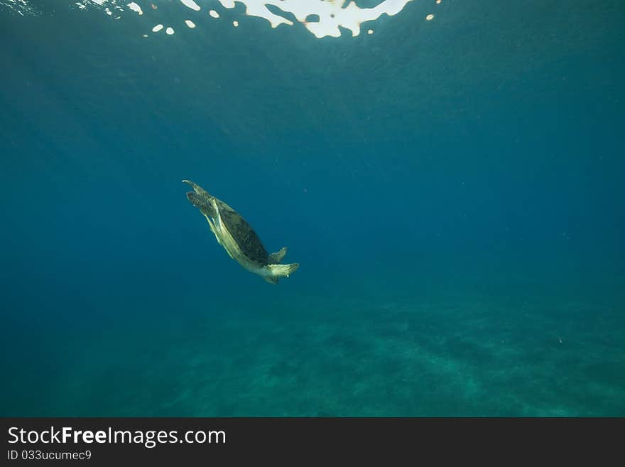 Male green turtle in the Red Sea. Male green turtle in the Red Sea.