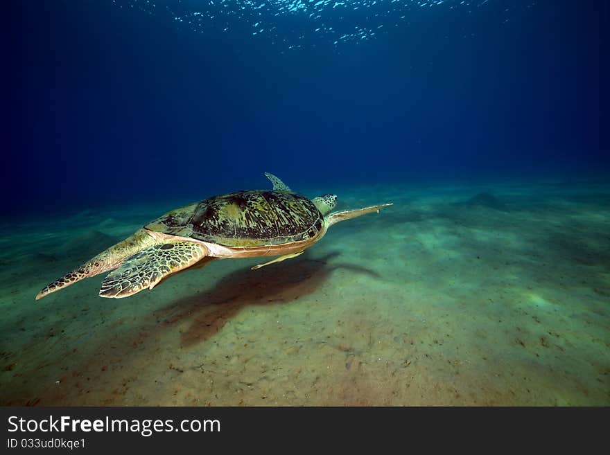 Male Green Turtle.