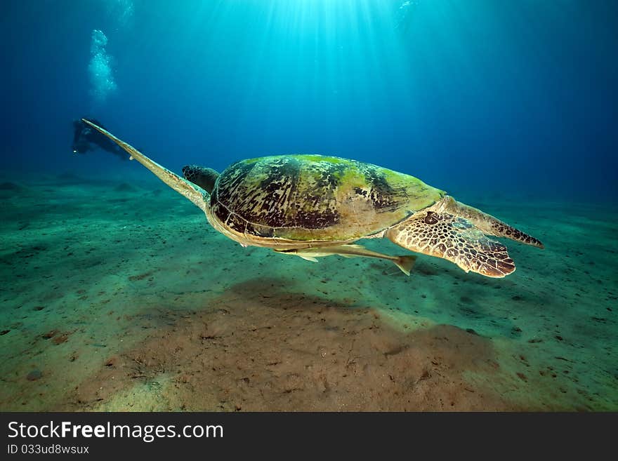 Male green turtle in the Red Sea. Male green turtle in the Red Sea.