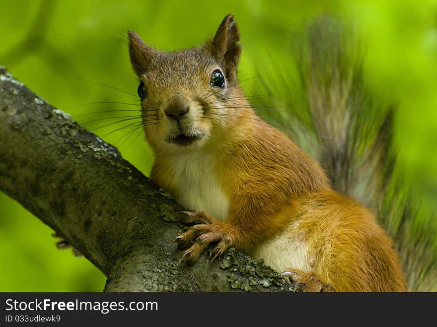 Beauty Squirrel